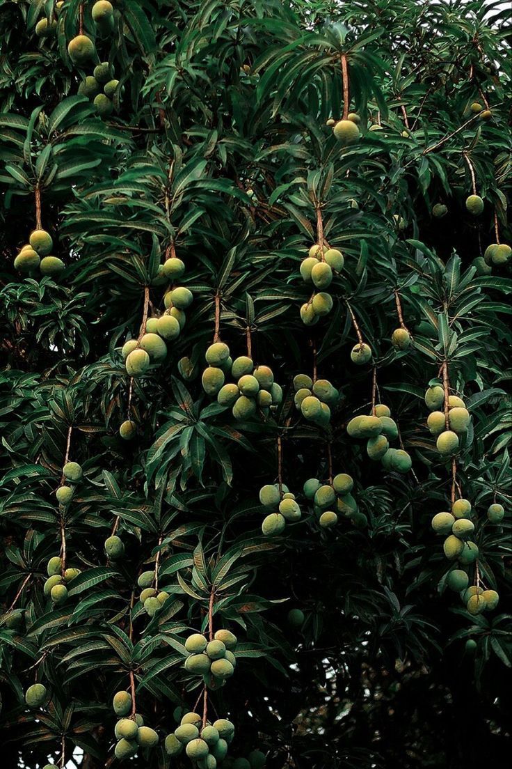 Kebun Mangga